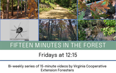 Tune in to 15 minutes in the forest!