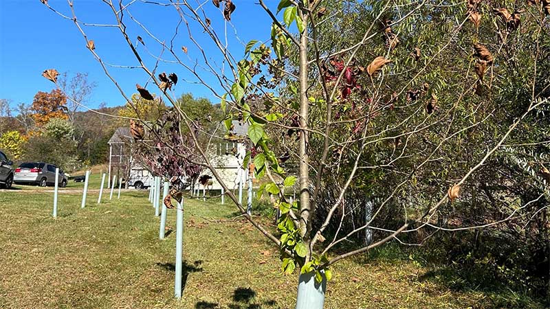 bittersweet vine growing up a tree in a tube