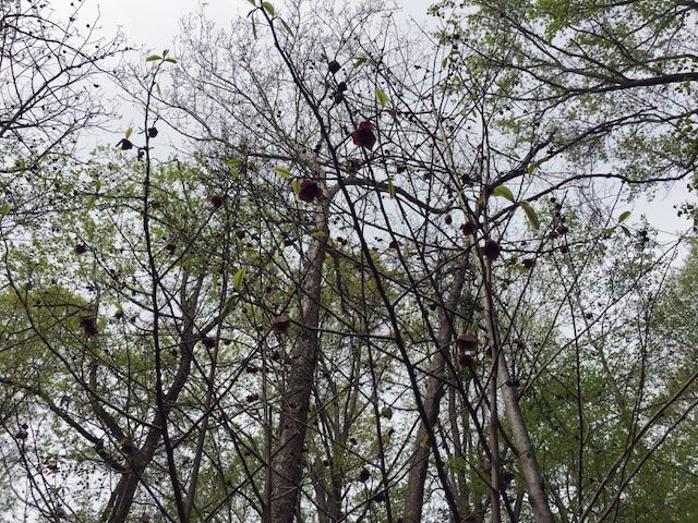 Redbud tree