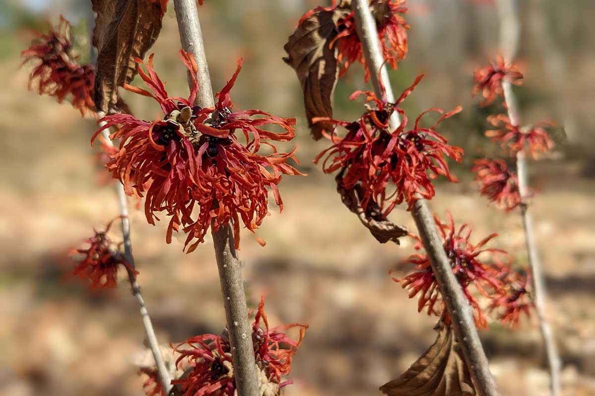 Witch hazel