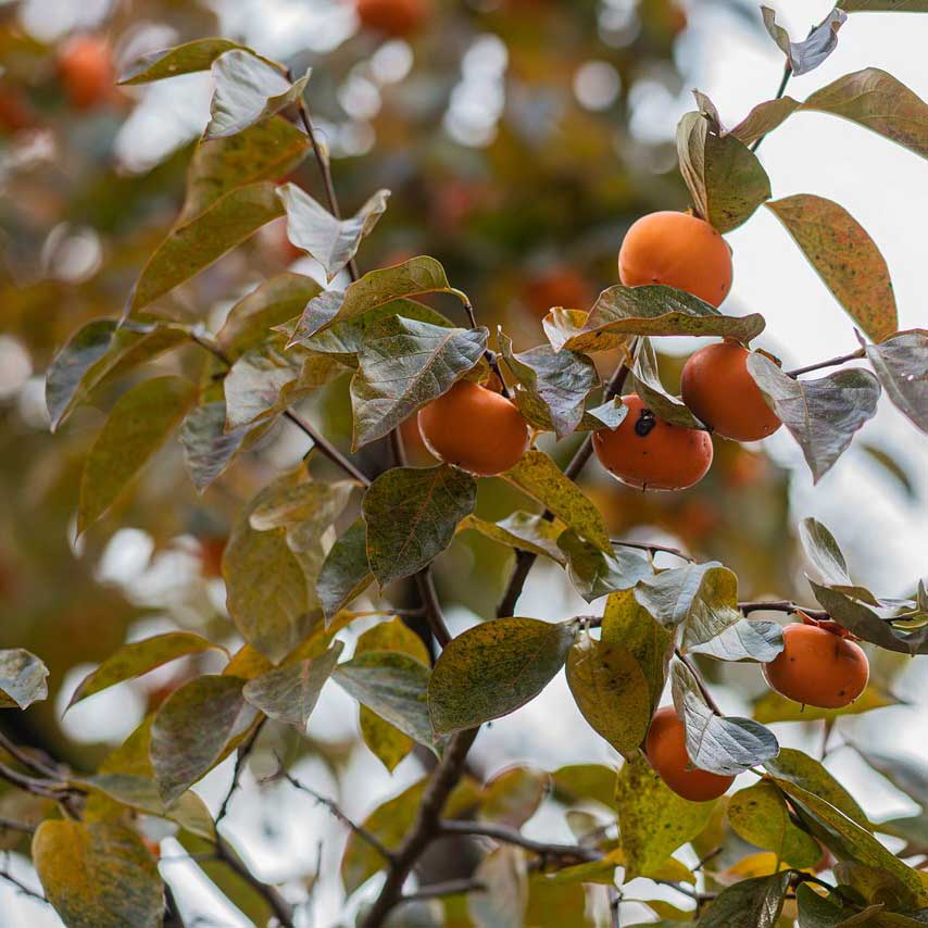 persimmon