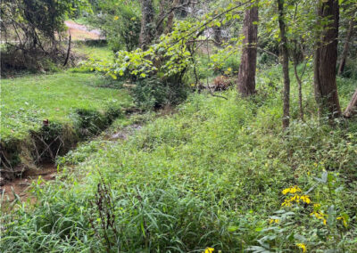 Woods Creek, Lexington