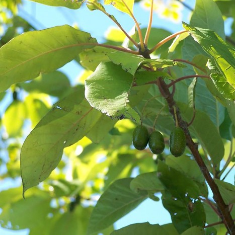 water tupelo leaves and fruit