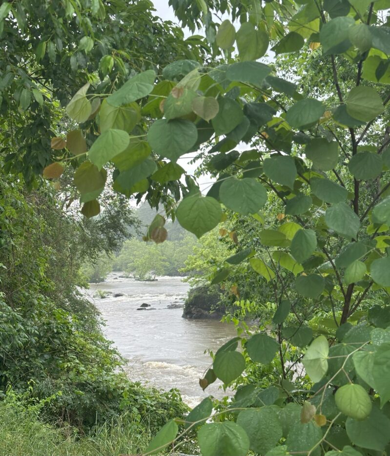 River through a hole of leaves in a Red Bud tree