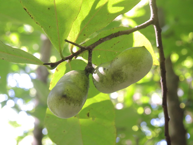 pawpaw pawpaw fruit on branch