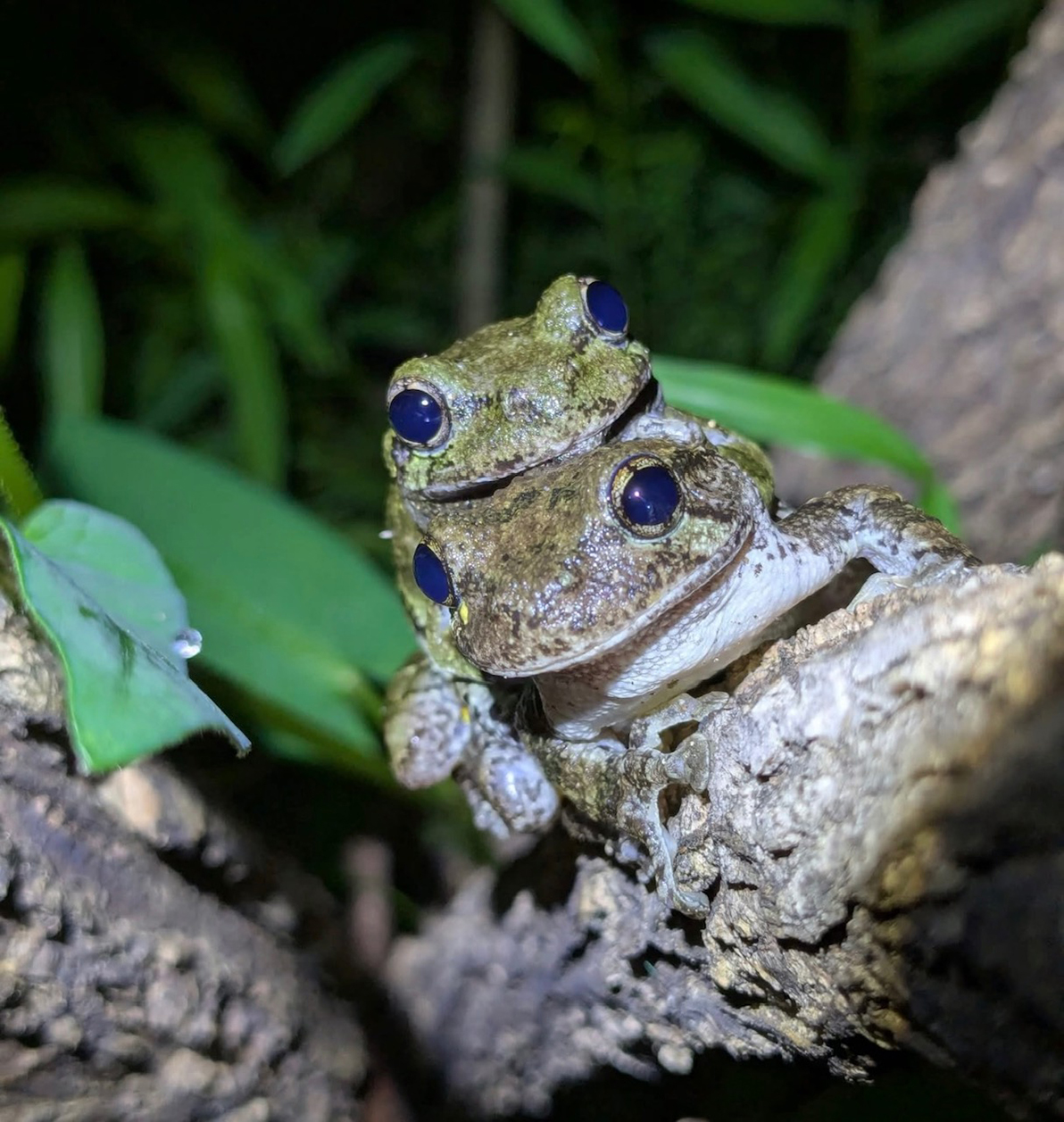 frogs