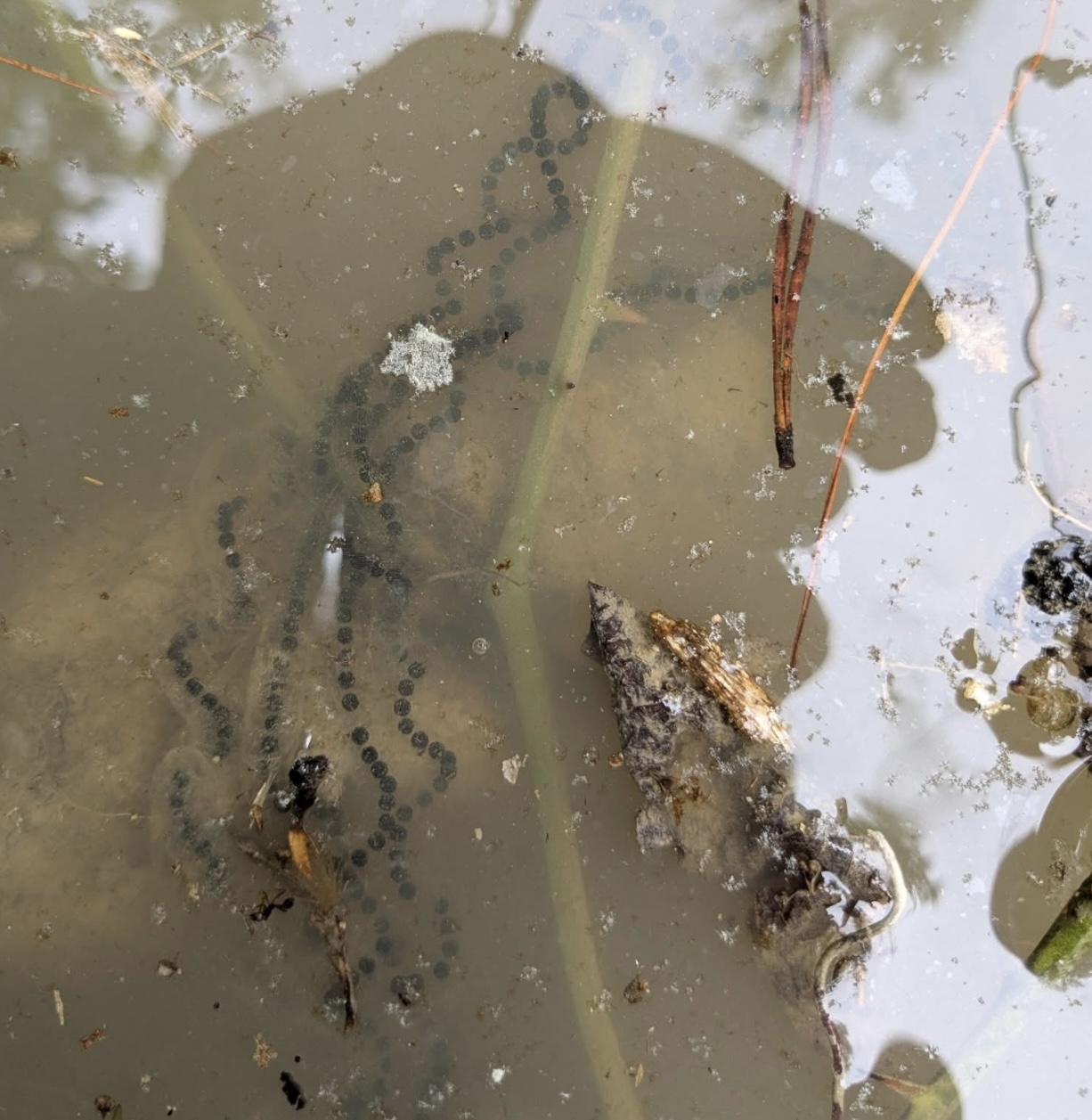 frog eggs