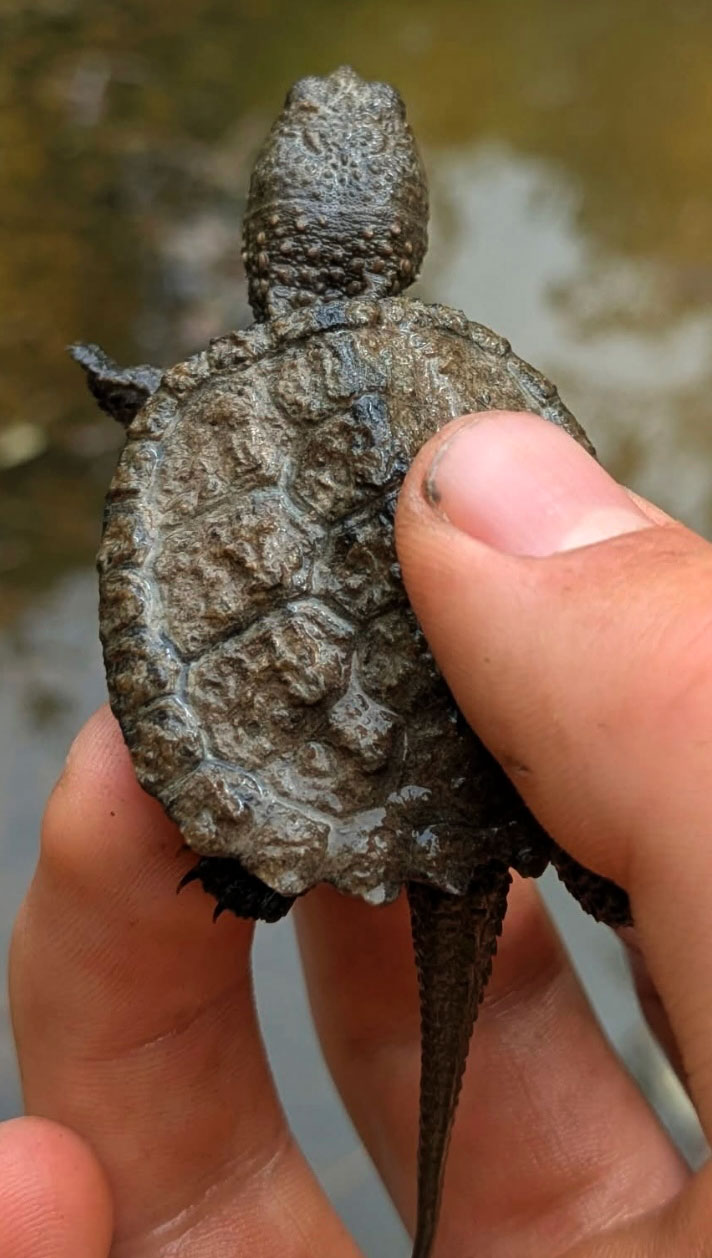 baby turtle