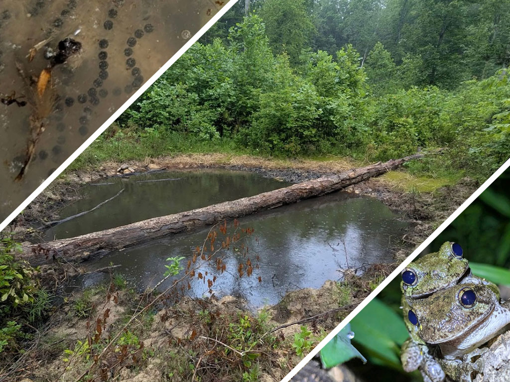 left - frog eggs center - vernal pool right - two frogs