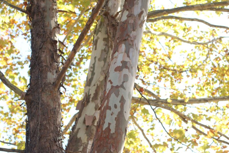 Tattered bark of American Sycamore with leaves and sun shining through in background