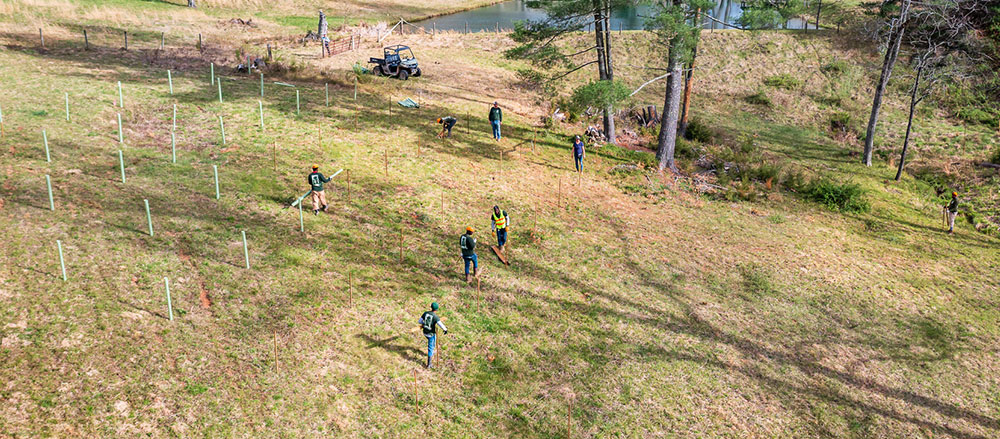 ariel view tree planting
