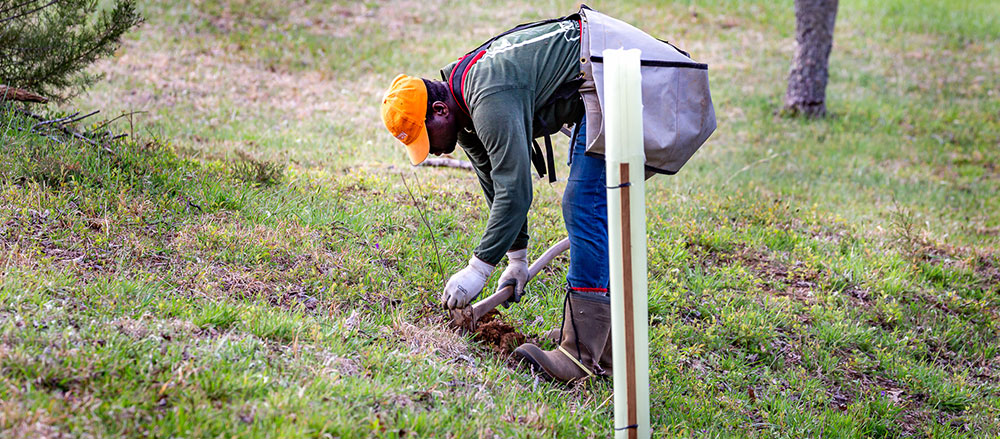 planting trees