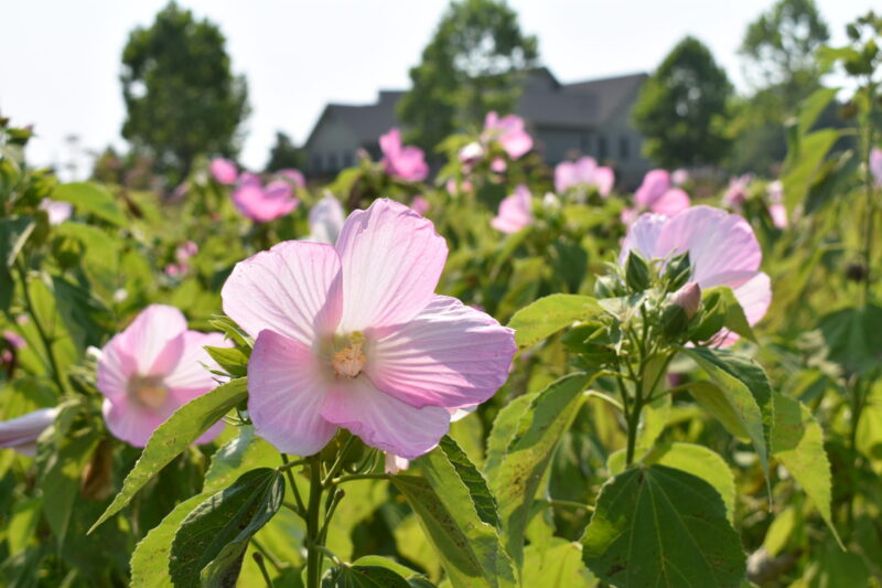Pink swamp mallow hibiscus flowers