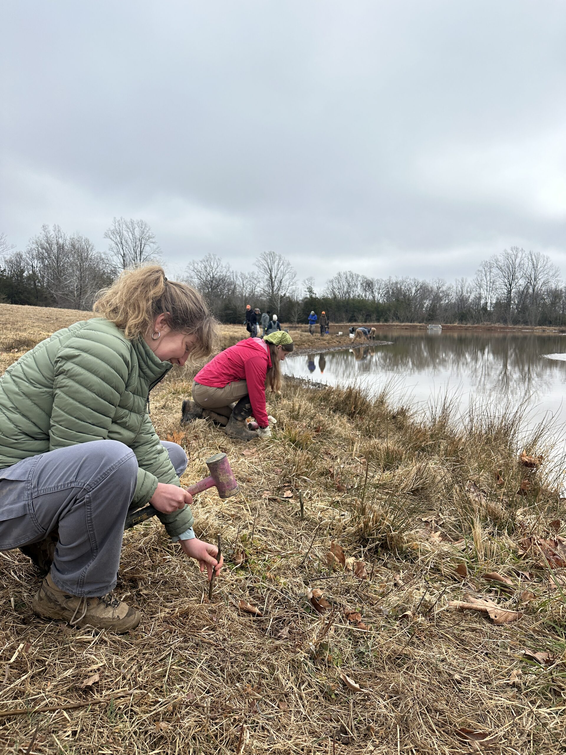 Person in green puffy coat using mallet to hammer in live stake on pond bank