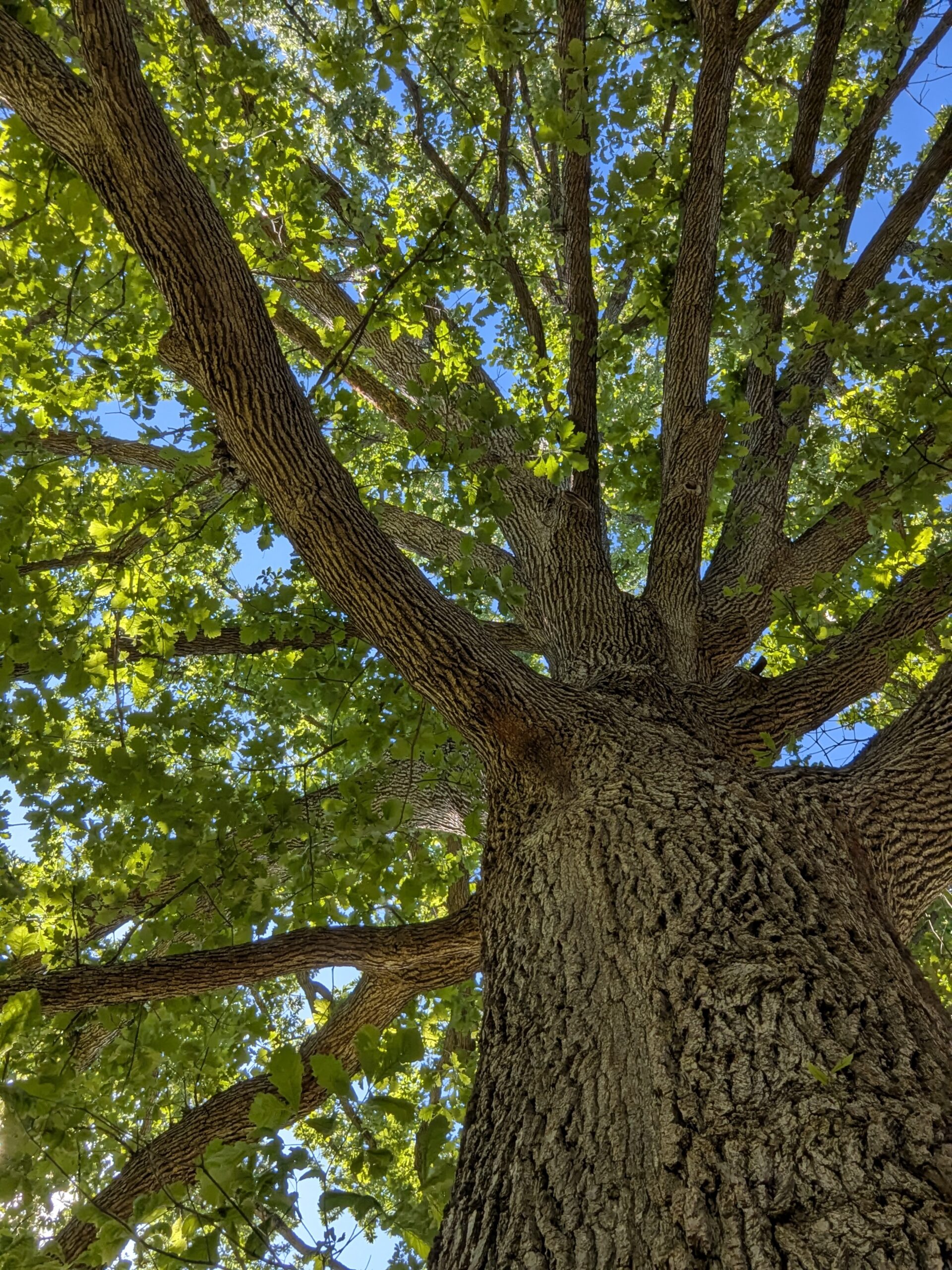 Bark and branches of swamp white oak tree with sky poking through green leaves in background