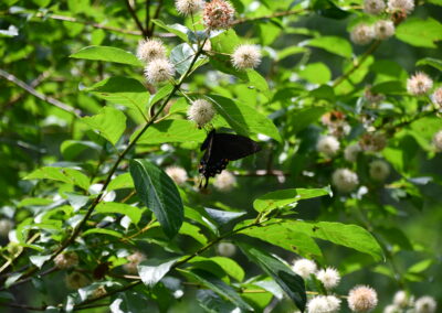 button bush